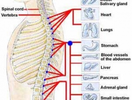 Tác động cột sống
